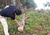 Rừng phòng hộ bị chặt hạ ở Lâm Đồng, đơn vị quản lý rừng không biết: Thời gian tới​ sẽ kiểm tra (!?)