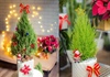 Mốt chơi “cây thông” lạ mùa Noel năm nay, chủ shop thu tiền triệu mỗi ngày