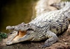 Một con cá sấu đã giết chết nhà khoa học ở Indonesia
