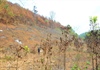 Phó Chủ tịch UBND tỉnh Gia Lai yêu cầu kiểm tra, xử lý vụ “ém” thông tin cháy rừng