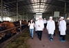 Thứ trưởng Hà Lan thăm Dự án Phát triển vùng chăn nuôi bò sữa bền vững của Sữa cô gái Hà Lan