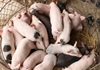 Quảng Nam: Dịch tả lợn châu Phi lan lên miền núi