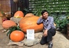 Quả bí ngô lớn nhất Việt Nam có trọng lượng 126,6 kg