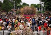 Nhiều hoạt động hấp dẫn tại Lễ hội Hoa anh đào Nhật Bản ở Hà Nội