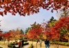 Mê đắm mùa thu Hàn Quốc