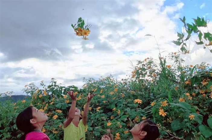 Kon Tum: Độc đáo… mùa hoa dại