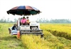 Xây dựng thương hiệu gạo Việt Nam: Nâng vị thế, tăng giá trị