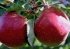 Tác dụng không ngờ của việc ăn 2 quả táo mỗi ngày