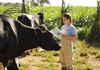Cô gái Hà Lan tự hào có nguồn sữa nguyên liệu lớn và an toàn hơn chuẩn 11 lần