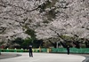 Nhật Bản cân nhắc mở cửa lại một số địa điểm công cộng