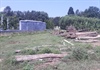 Kiến nghị “dọn” bãi tập kết gỗ ở khu vực lăng Trường Cơ
