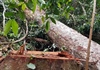 Vụ phá rừng lim ở Trường Sơn (Quảng Bình): Lập đoàn kiểm tra liên ngành đến hiện trường