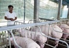Quảng Trị nỗ lực ngăn chặn dịch tả lợn châu Phi tái bùng phát