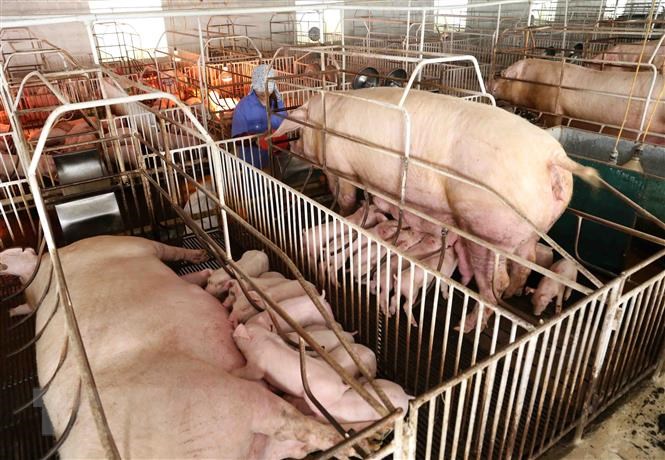 Quảng Nam tập trung hỗ trợ người nuôi lợn tái đàn sau dịch bệnh