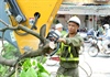 Công nhân đội nắng tỉa cây trước mùa mưa bão