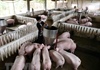 Hà Nam: Xuất hiện ổ dịch tai xanh trên đàn lợn ở huyện Lý Nhân