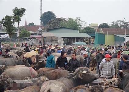 Độc đáo phiên chợ trâu, bò lớn nhất vùng Bắc Trung Bộ tại xứ Nghệ