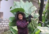 Hồ hởi thu hoạch "ngọc xanh", dân Hà Nội kiếm tiền triệu mỗi ngày dịp Tết