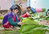 Người dân Trảng Cát hối hả thu hoạch lá dong đón Tết