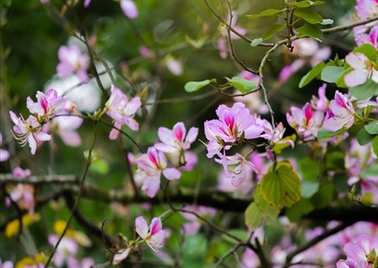 Các địa điểm “sống ảo” với hoa ban đẹp nhất tại Hà Nội