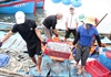 Nghề truyền thống hấp cá phơi khô ở Quảng Trị vào vụ chính