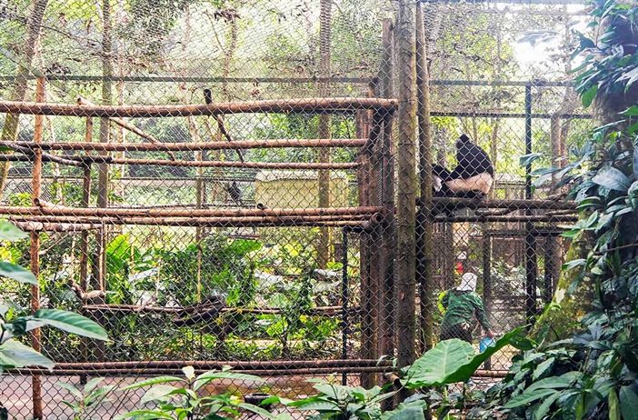 Khám phá "ngôi nhà" của các loài linh trưởng tại vườn Quốc gia Cúc Phương