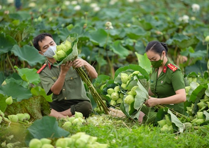 Công an huyện Ứng Hòa, Hà Nội hỗ trợ người dân thu hoạch và tiêu thụ...