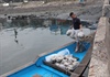 Đà Nẵng: Đề nghị xử phạt những ngư dân vi phạm quy định phòng, chống dịch