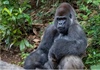 13 con khỉ đột có kết quả xét nghiệm dương tính với Covid-19 tại vườn thú Atlanta