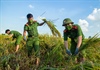 Hà Nội: Công an huyện Ứng Hòa đội nắng xuống đồng giúp dân gặt lúa