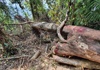 Quảng Nam: Khẩn trương điều tra, xử lý nghiêm vụ phá rừng tại xã Trà Bui