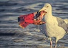 Báo động tình trạng chim biển nuốt phải phụ gia nhựa độc hại