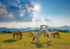 Lạng Sơn: Hướng phát triển bền vững đàn ngựa bạch Hữu Kiên