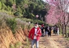 Lâm Đồng: Rực rỡ sắc hoa mai anh đào “níu” chân du khách