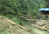 Quảng Bình: Xử lý nghiêm các cá nhân, tập thể liên quan đến vụ phá rừng ở xã Thanh Hóa