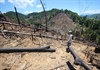 Quảng Nam: Để xảy ra phá rừng phòng hộ, nhiều cán bộ kiểm lâm bị kỷ luật