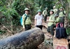 Quảng Nam: Kiên quyết xử lý các vụ phá rừng trái phép