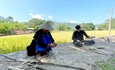 Bảo tồn nghề đan lát truyền thống của người Tày ở Hà Giang