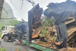 Quảng Bình: Bắt giữ xe đầu kéo vận chuyển trái phép 2 cây gỗ ‘khủng’