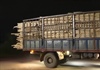 Quảng Ngãi: Xe quá tải chở gỗ keo “nhộn nhịp” trong đêm