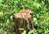 Quảng Nam: Hàng trăm cây thông bị “đầu độc" bằng hóa chất