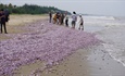 Hàng triệu con ngao giấy chết dạt vào bãi biển Thanh Hóa