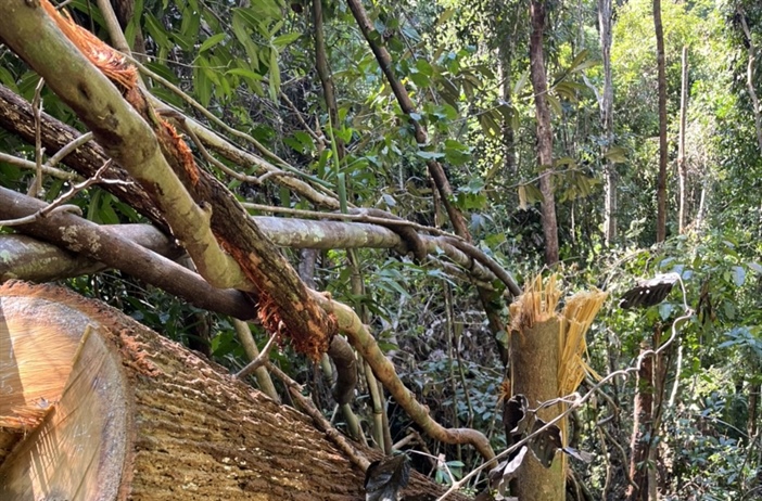 Kon Tum: Phát hiện vụ phá rừng lớn gần 150 m3 gỗ ở xã biên giới Mô Rai