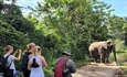 Sẽ chấm dứt các hoạt động du lịch cưỡi voi