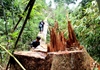 Quảng Nam+: Kỷ luật, cách chức hàng loạt cán bộ kiểm lâm vì để mất rừng