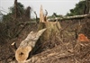 Đề nghị khởi tố vụ phá 6 héc ta rừng tự nhiên ở Quảng Bình