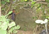 Thách thức bảo tồn tấm bia đá cổ bí ẩn ở Gia Lai