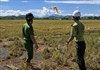 Thừa Thiên Huế: Ra quân tháo dỡ, tiêu hủy hàng trăm bẫy chim trời