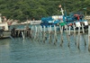 Ninh Thuận: Tháo bỏ cầu gỗ du lịch không an toàn trên vịnh Vĩnh Hy