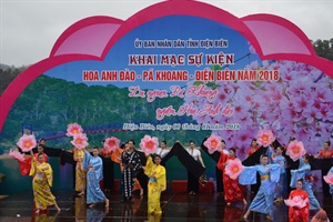 Lễ hội hoa anh đào Điện Biên Phủ sẽ diễn ra vào 1.2024